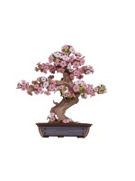 Fa építőkészlet - Sakura Bonsai 