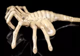Replika Alien - Facehugger 1:1 Replica 105 cm (NECA)